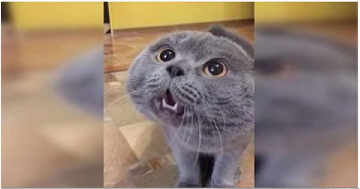 Когда этого кота обидели, он начал звать свою хозяйку и говорить человеческим языком! (Видео)
