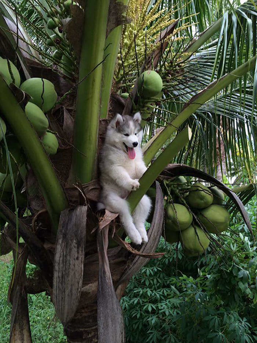 16 фотодоказательств того, что хаски — невероятно харизматичные собаки, с которыми невозможно соскучиться