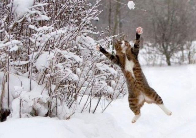 Вот так реагируют кошки, которые впервые увидели снег: 19 уморительных фото