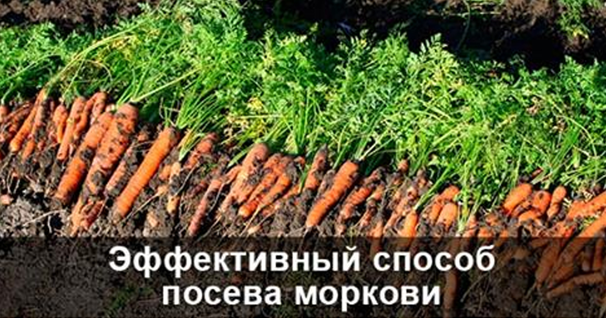 Эффективный способ посева моркови