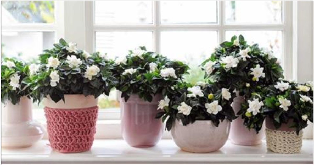 Три простых трюка для здоровья и красоты комнатных растений