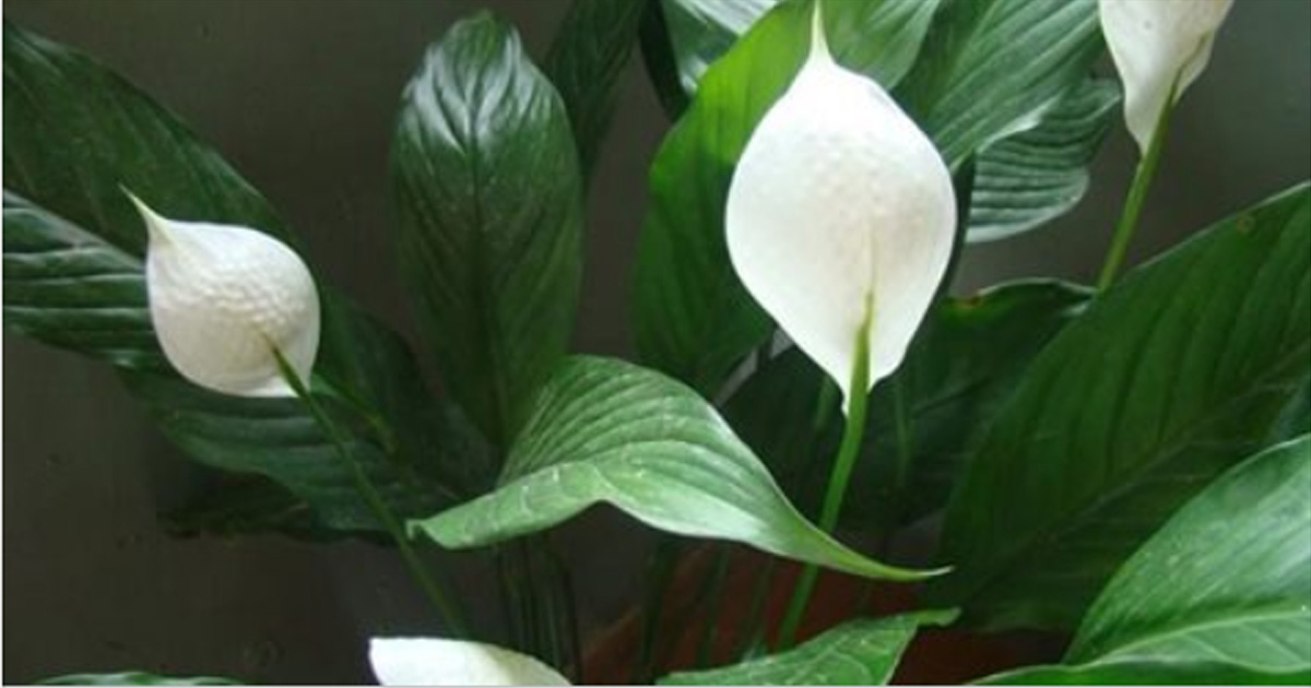 6 лучших растений, которые помогут очистить воздух дома