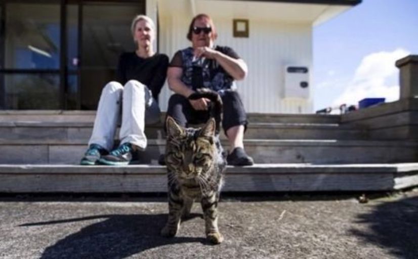 В Новой Зеландии разоблачили кота, который жил на две семьи