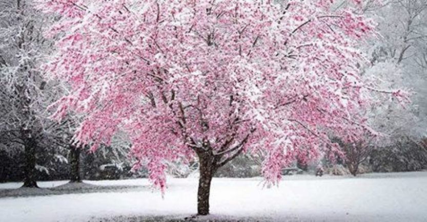 Весенний снег на сакуре – картина, достойная руки художника
