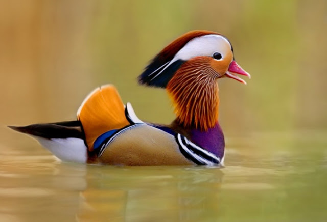 9 самых красивых птиц на Земле