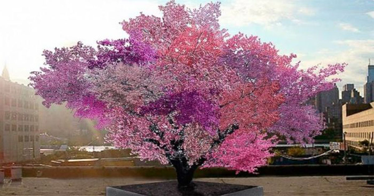 Дерево на котором растет 40 видов фруктов