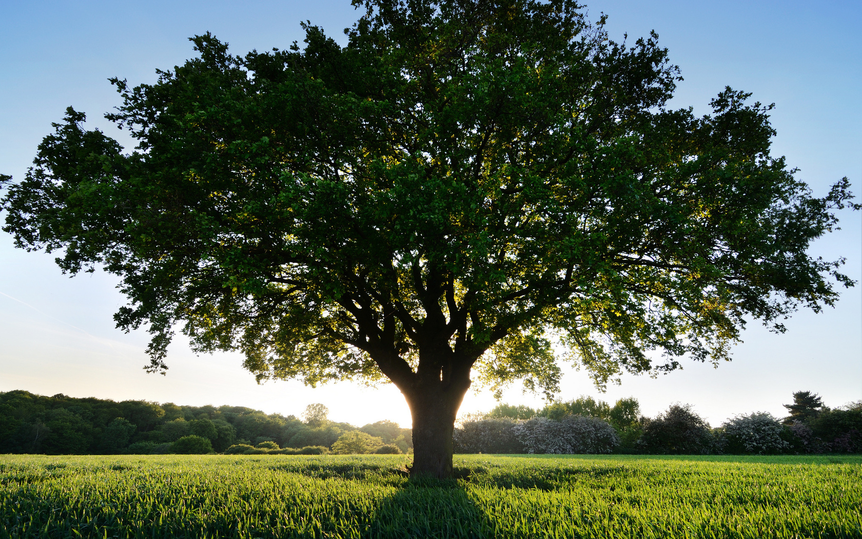 Тест: Дерево исполнения желаний. Исполнится ли ваше заветное желание?