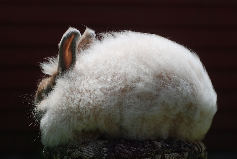 34 фотографии самого милого и пушистого кролика в мире