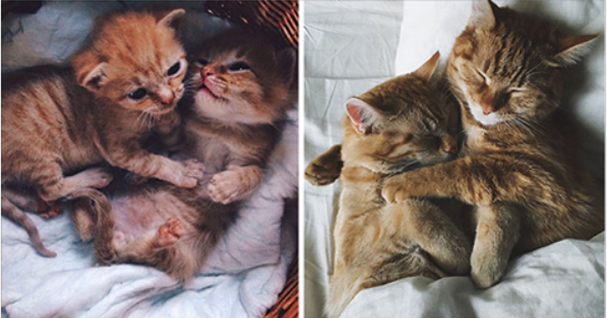 15+ фотографий кошек, до и после того, как им принесли друга