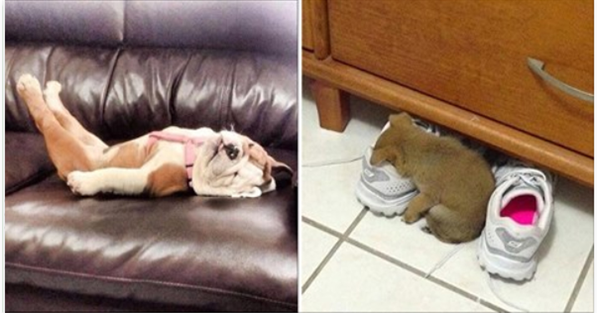 20 Собак, которые спят где угодно и когда угодно