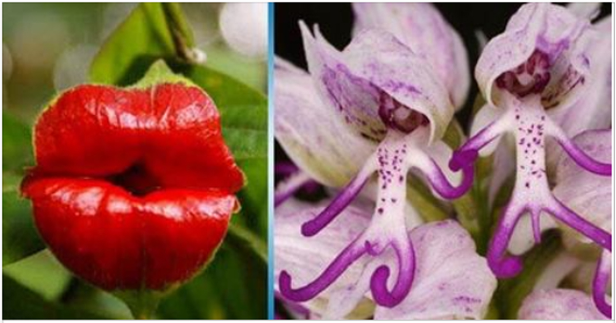 17 орхидей, которые выглядят, как кое-что совершенно другое