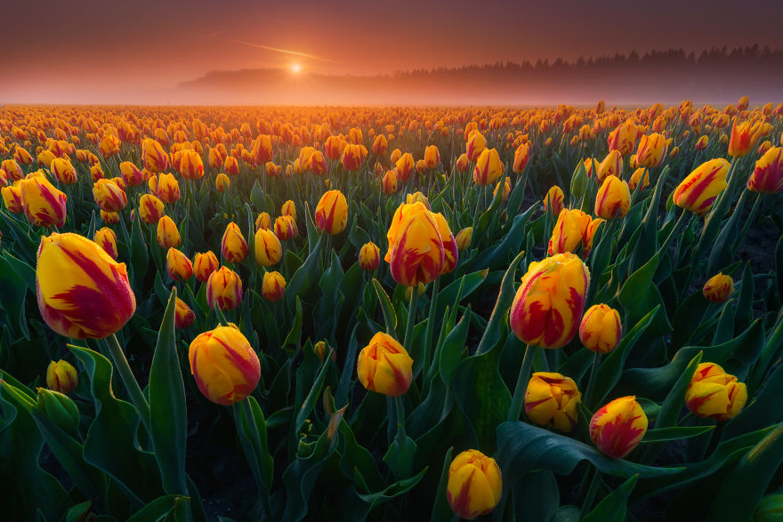 Cезон тюльпанов в Голландии