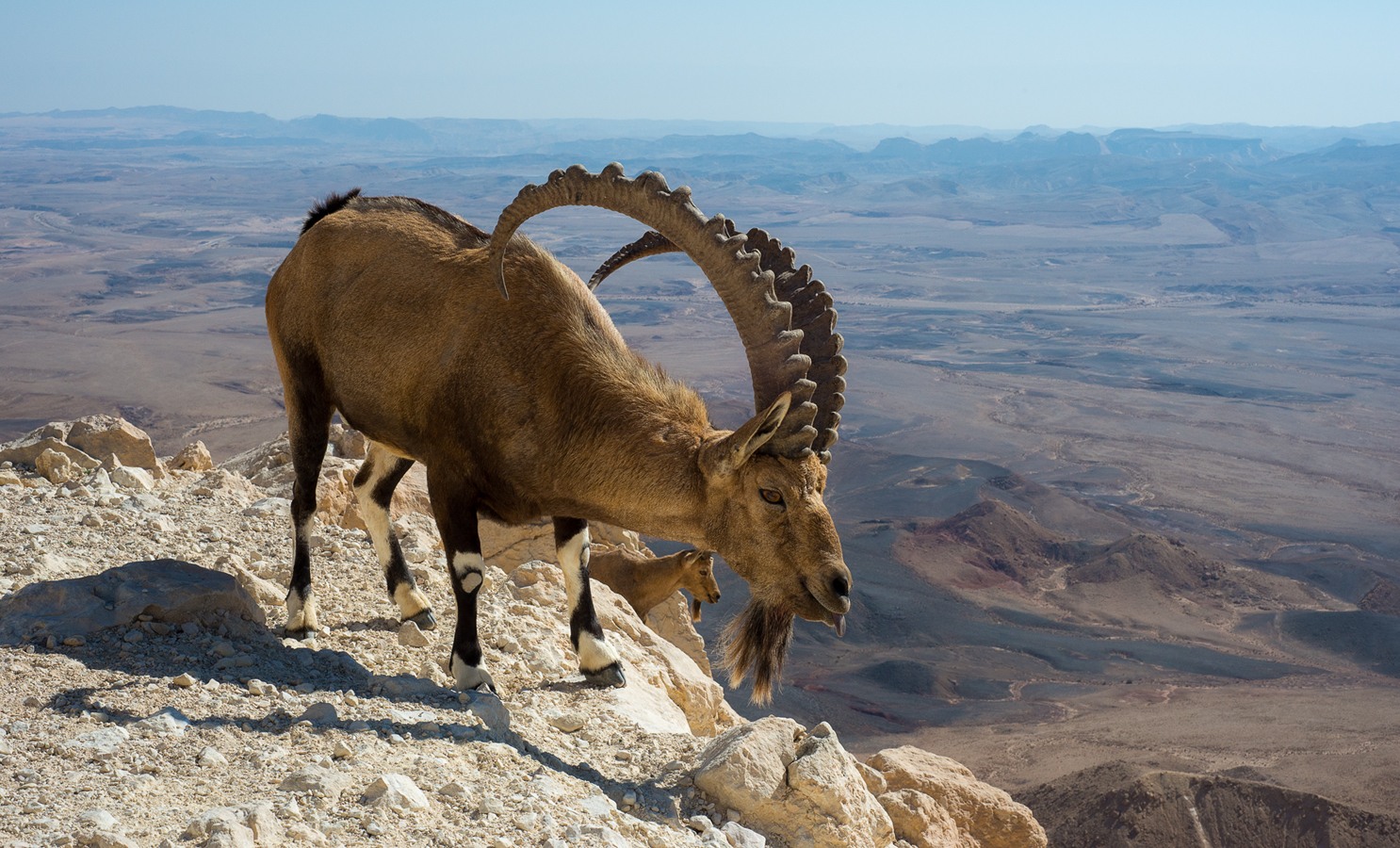 20 фото, которые доказывают, что горные козлы — просто чумовые создания!