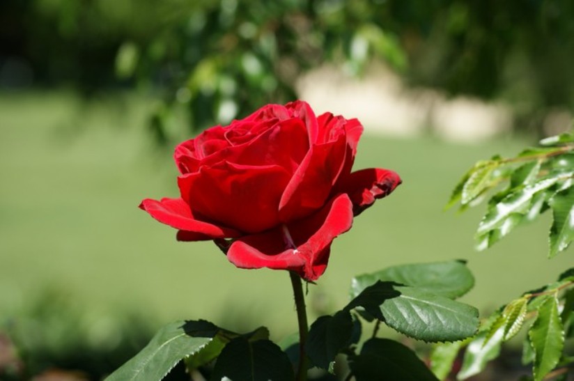 Тест: роза, которую вы выбрали расскажет, когда сбудется ваше желание!