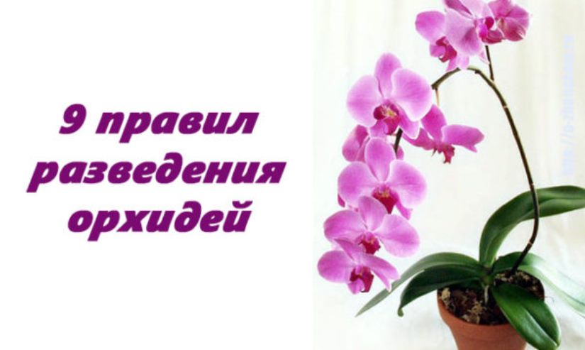 9 хитростей, которые помогут твоей орхидее цвести круглый год!