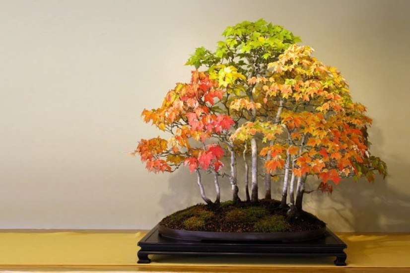 15+ самых красивых деревьев бонсай в мире.