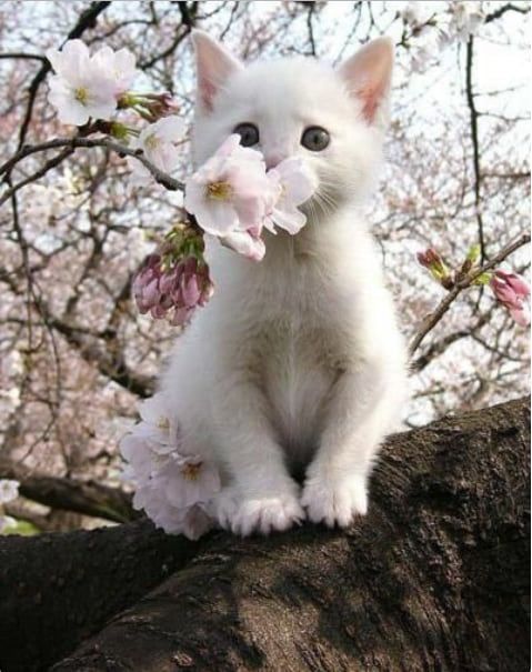 20 фото животных, которые нюхают цветы
