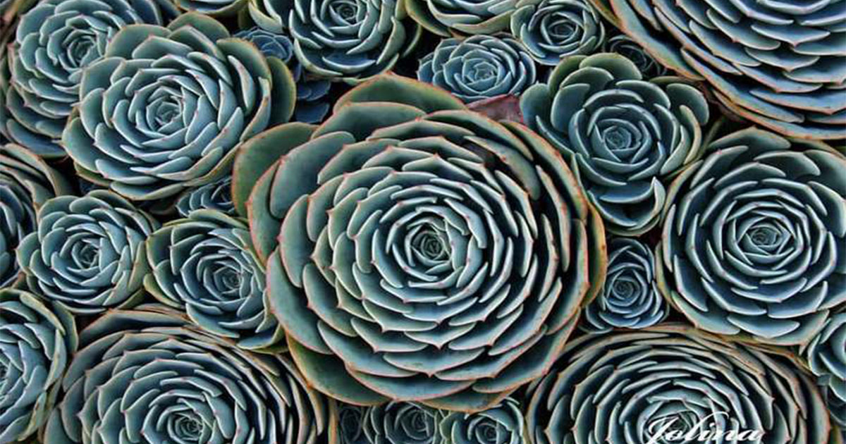 20 геометрически правильных растений для любителей симметрии