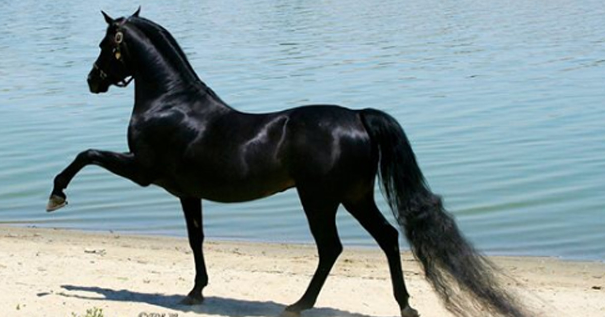 10 лошадей божественной красоты, от которых перехватывает дыхание
