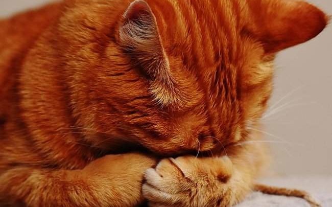 20 котиков, которые провинились и очень об этом сожалеют