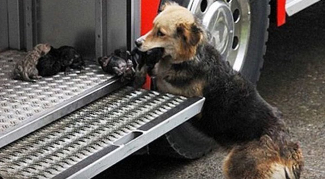 Собака спасла щенков из горящего здания и принесла их в машину пожарников