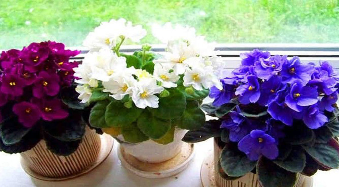 Три простых трюка для здоровья и красоты комнатных растений.(видео)