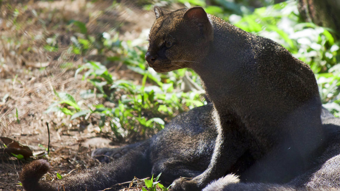 Ягуарунди — кошка, которая умеет чирикать, питается фруктами и дружит с обезьянами