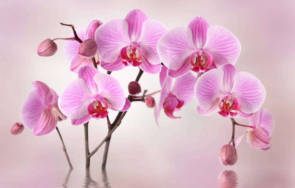 4 совета Алексея Горобея: Как достичь максимального цветения орхидей