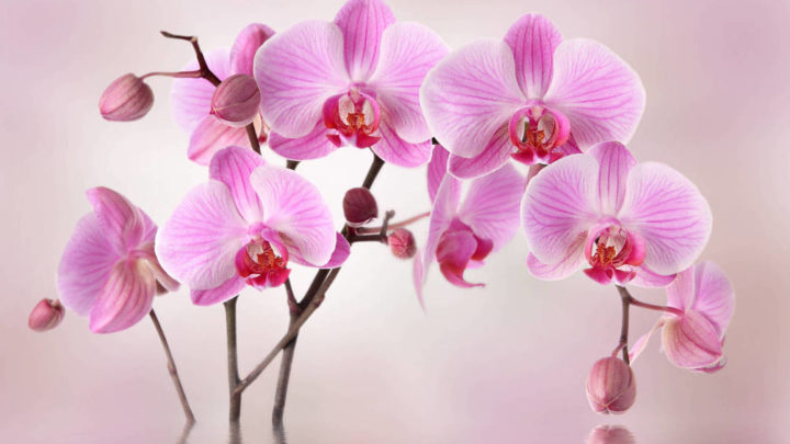 4 совета Алексея Горобея: Как достичь максимального цветения орхидей