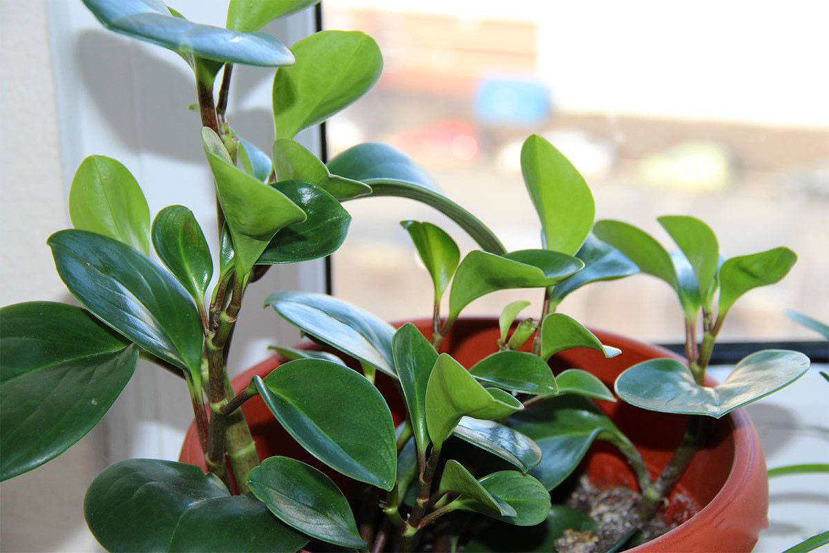 10 комнатных растений, которые можно легко вырастить из черенков