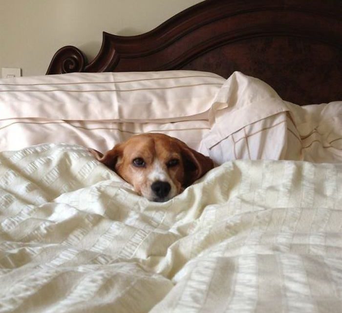 20 собак устроившихся в кровати хозяина