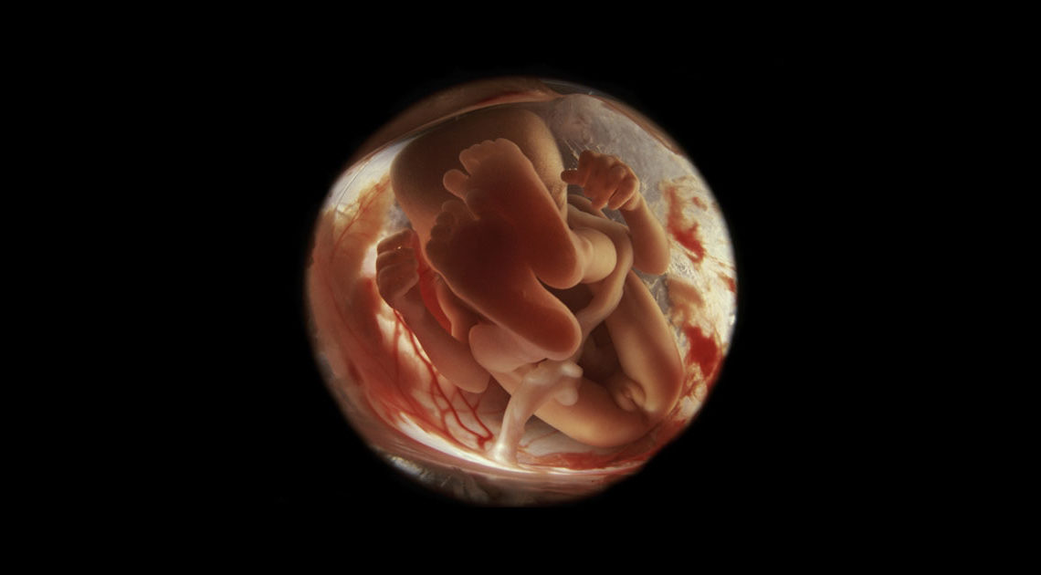 24 фото о том, что происходит внутри женщин все 9 месяцев беременности
