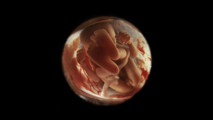 24 фото о том, что происходит внутри женщин все 9 месяцев беременности