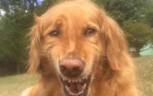 15 смешных собак, которые выглядят точь-в-точь как люди