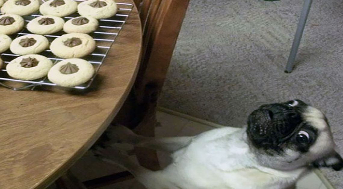 25+ Смешные фотографии собак-попрошаек еды, которым Вы просто не можете сказать «нет»
