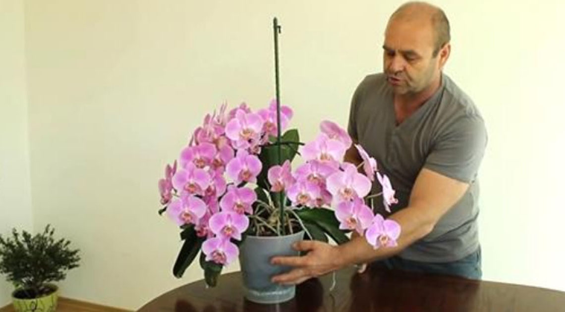 4 советы Алексея Горобея: как достичь максимального цветения орхидей (видео)
