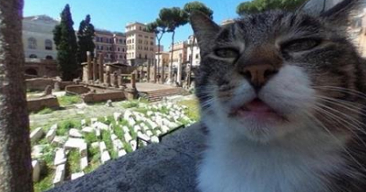 В Италии кот прославилcя, «испортив» фотографии в Google-картах