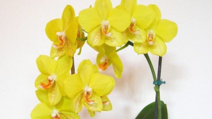 7 ВАЖНЫХ СЕКРЕТОВ по уходу за орхидеями