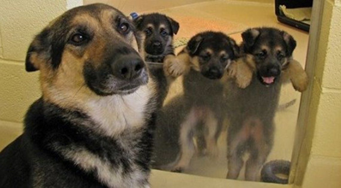 20 фотографий мамочек-собак и их милых щеночков