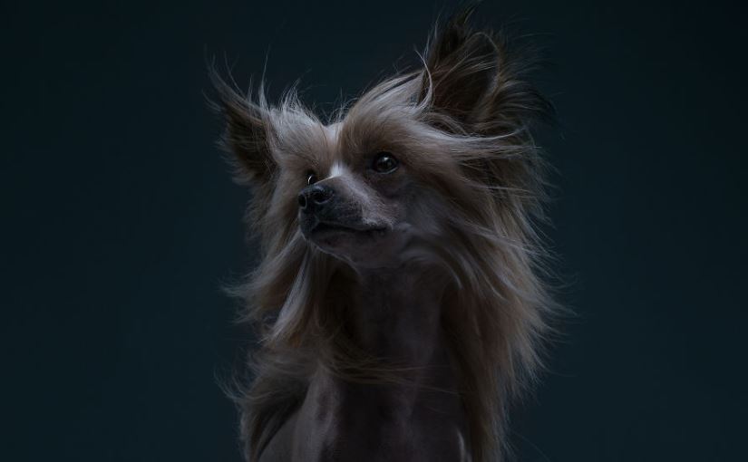 Пара фотографов делает шикарные портреты собак разных пород, раскрывая их индивидуальные черты