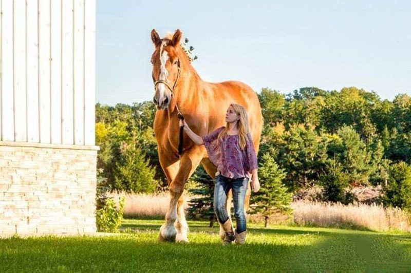 Это самый большой конь в мире. Красавец.
