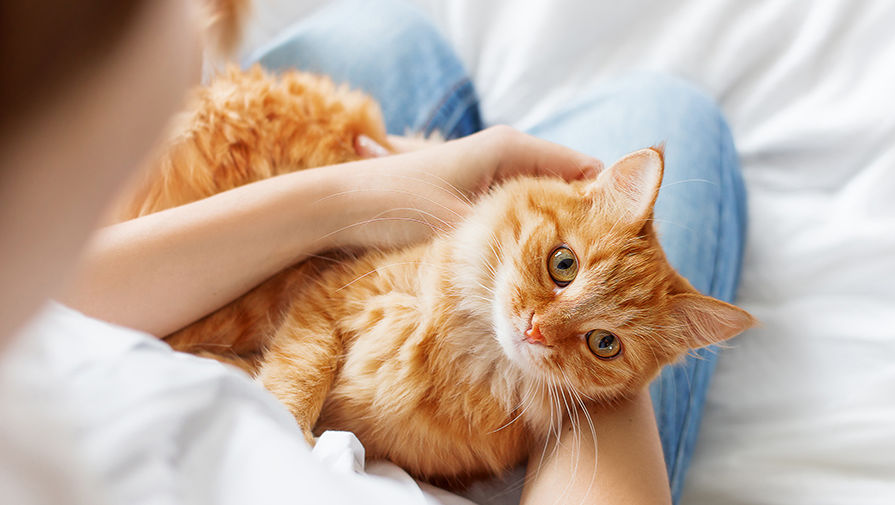 22 вещи, которые поймут только те, у кого есть кот