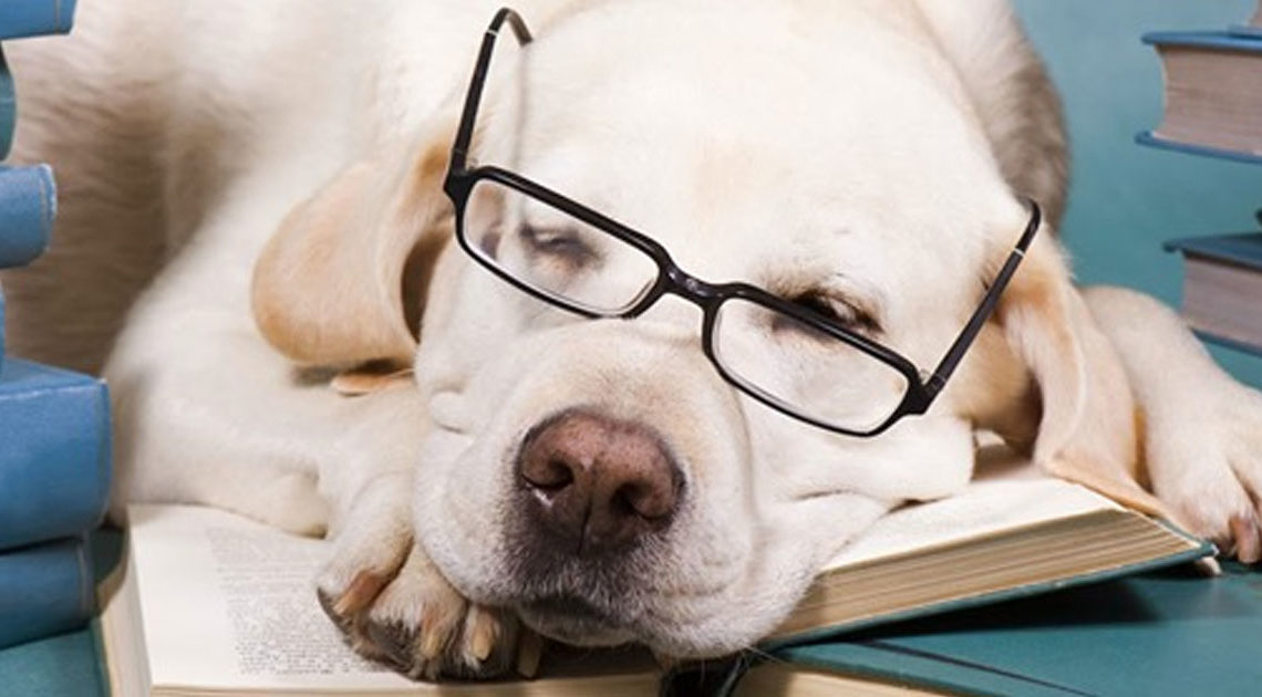 7 самых умных пород собак