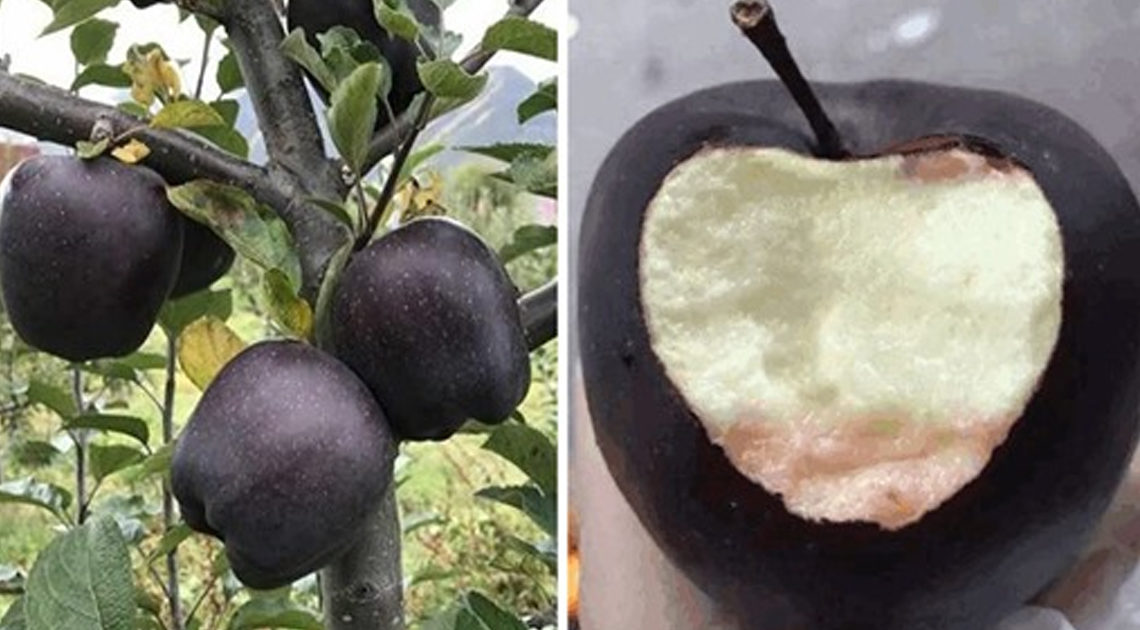 Черные алмазные яблоки продаются по $20 за штуку, но никто не хочет их выращивать