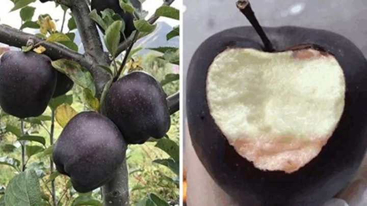 Черные алмазные яблоки продаются по $20 за штуку, но никто не хочет их выращивать
