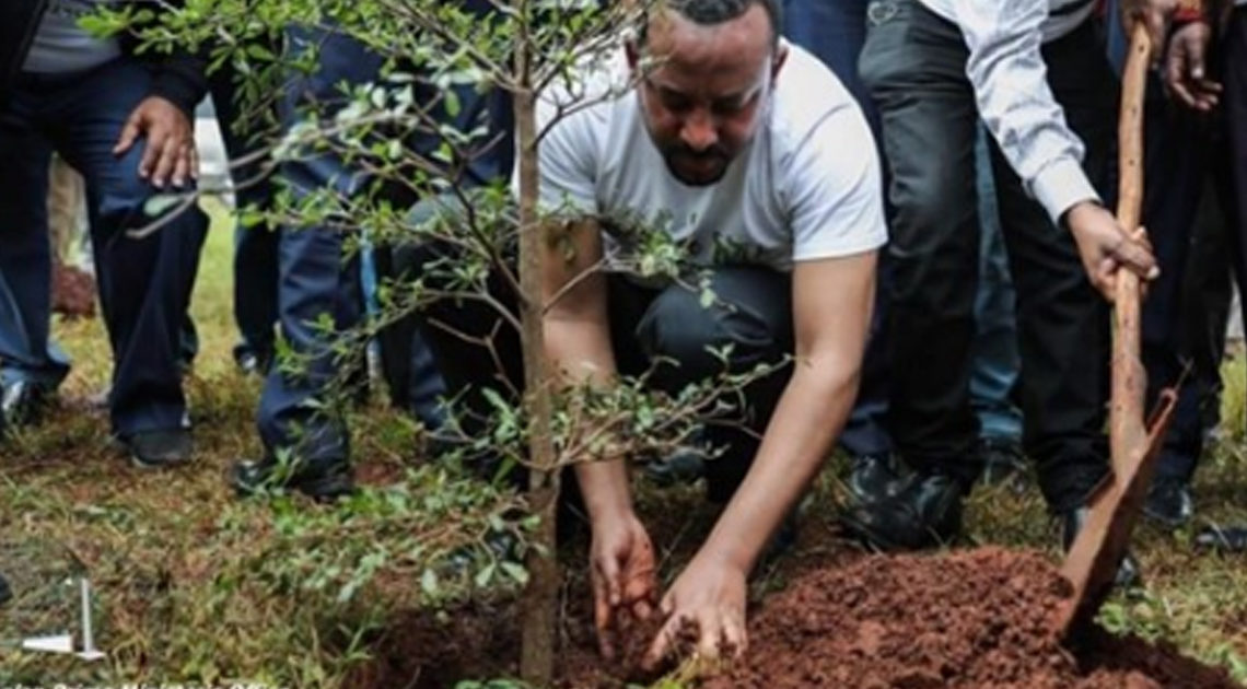 Эфиопия посадила 350 миллионов деревьев за 12 часов