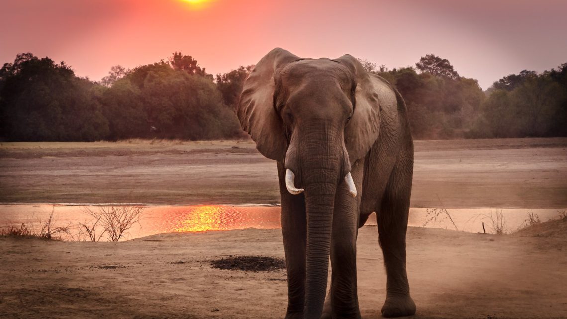 Туристов просят не кататься на слонах в Таиланде.
