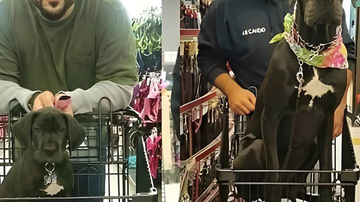 Jako štěně jsem ji z legrace posadila do nákupního vozíku, ale teď, o rok později, stále nechce jít do obchodu.