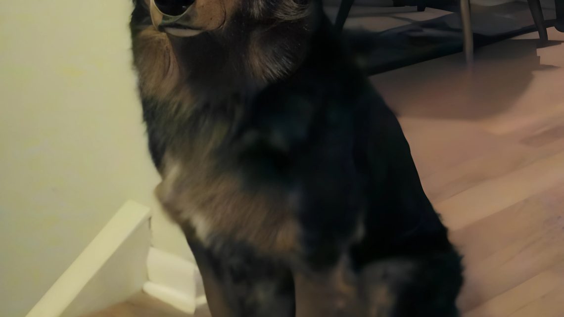 Příběh o tom, jak zatoulaný pes dostal plyšového jednorožce Příběh o tom, jak zatoulaný pes dostal plyšového jednorožce