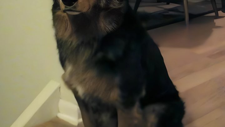 Příběh o tom, jak zatoulaný pes dostal plyšového jednorožce